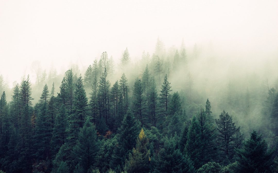 Rapid Transformational Therapy to Help You Grow as a Parent